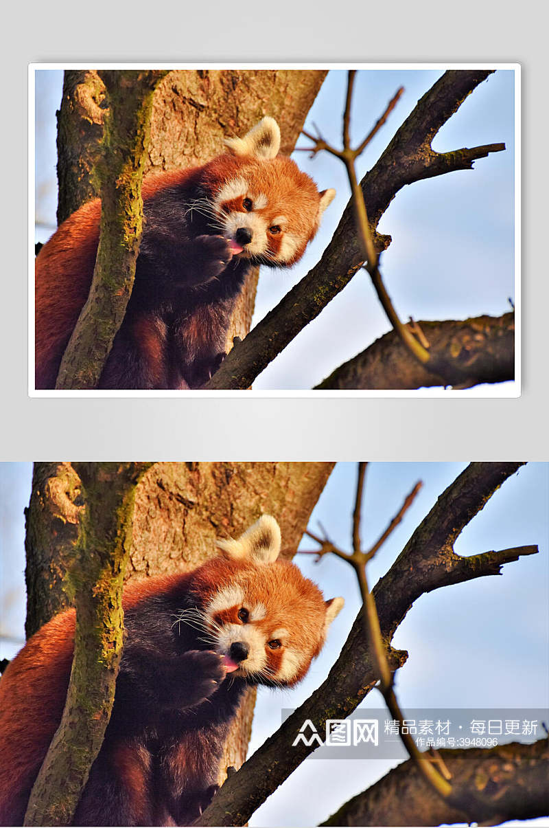 黄昏可爱树上小熊猫图片素材