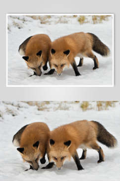 低头雪地尾巴可爱清新赤狐火狐图片