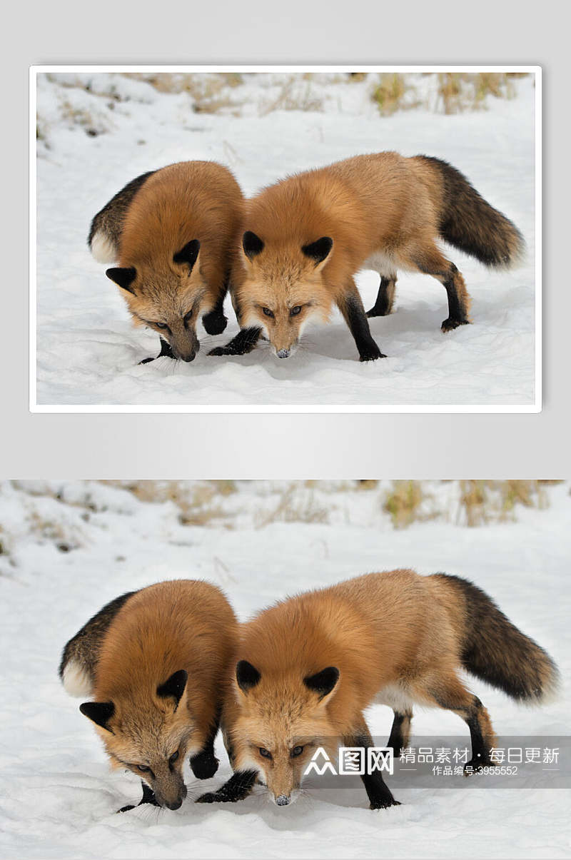 低头雪地尾巴可爱清新赤狐火狐图片素材
