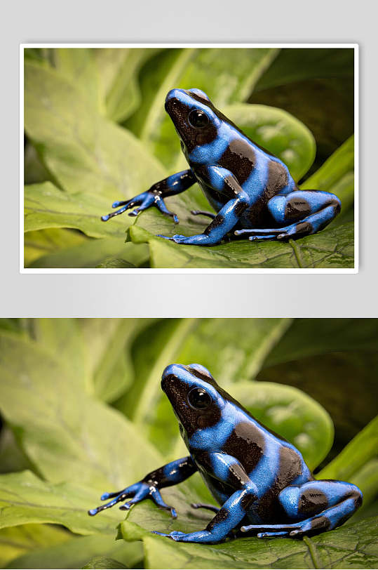 蓝色青蛙树蛙图片