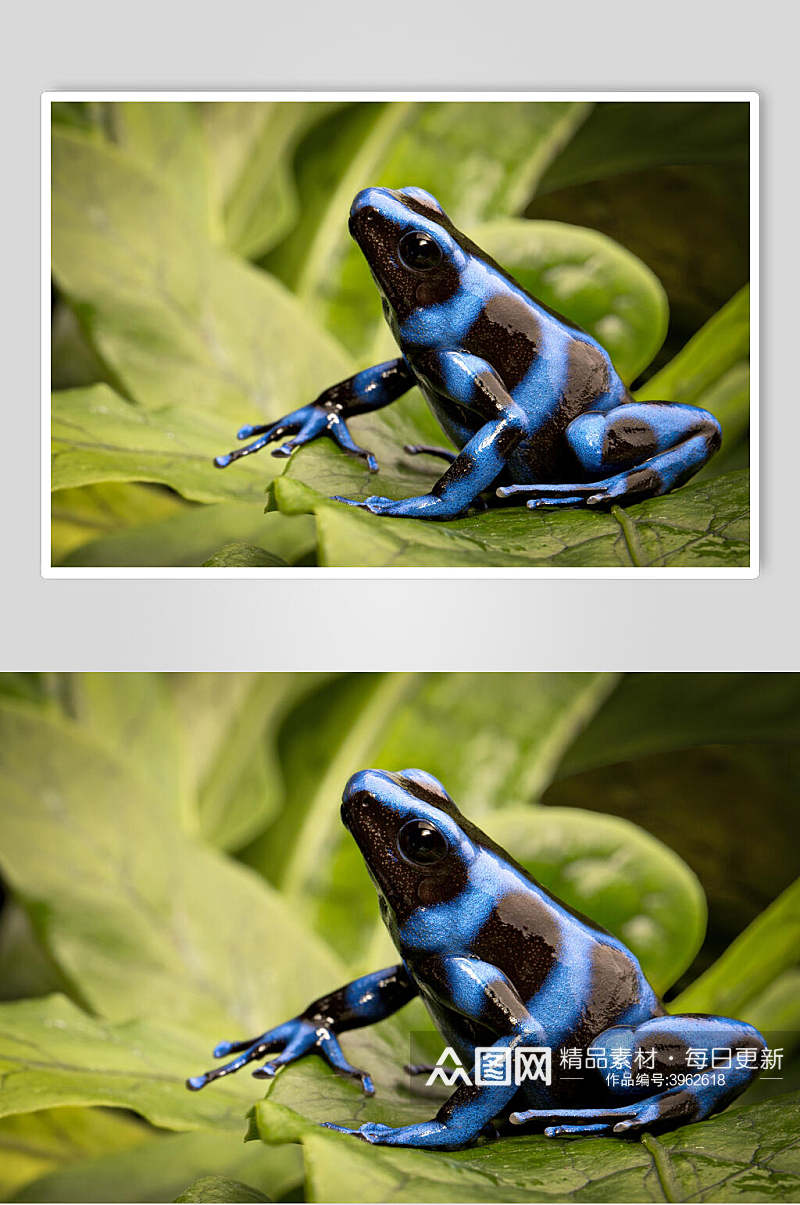 蓝色青蛙树蛙图片素材
