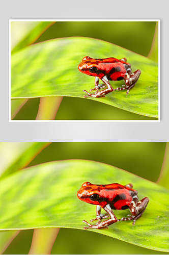 红色青蛙树蛙图片