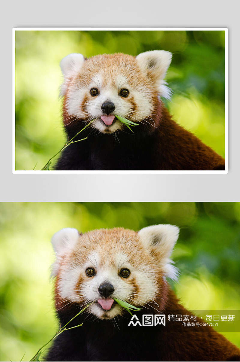 吃竹叶树上小熊猫图片素材
