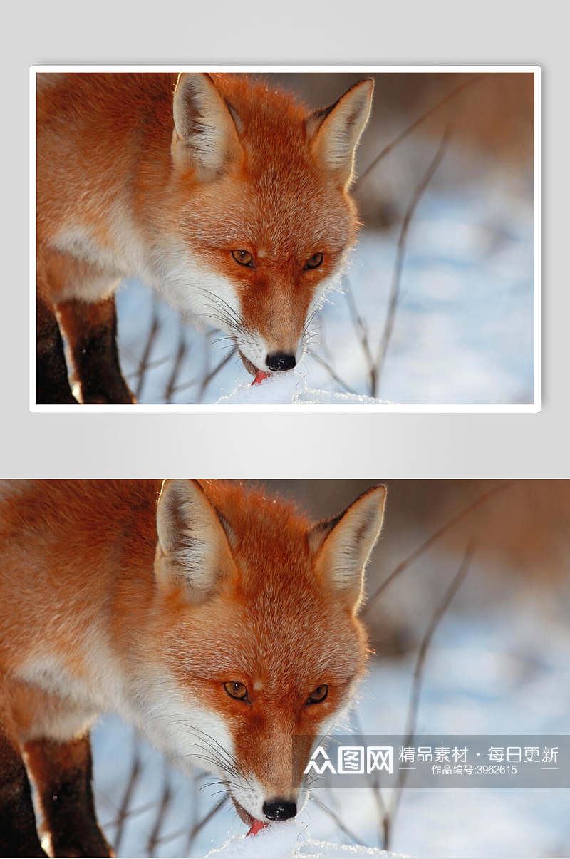 可爱赤狐火狐图片素材
