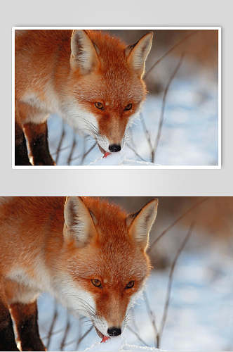 可爱赤狐火狐图片