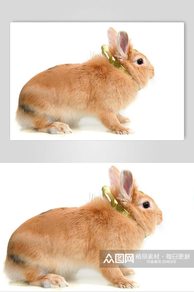 黄色可爱小兔子图片摄影图素材