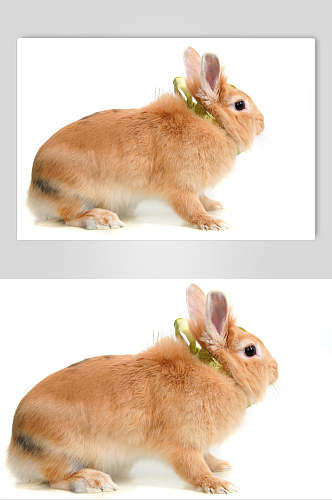 黄色可爱小兔子图片摄影图