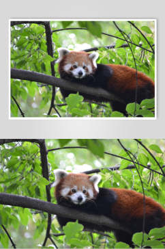 绿叶树上小熊猫图片