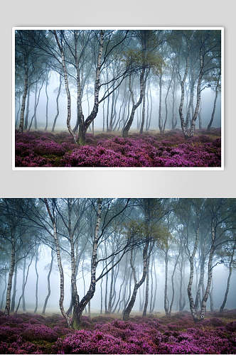 花丛树干叶子意境清新薄雾森林图片