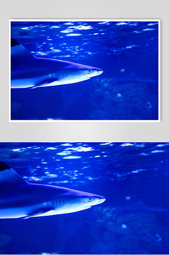 蓝色鲸鱼鲨鱼摄影图片
