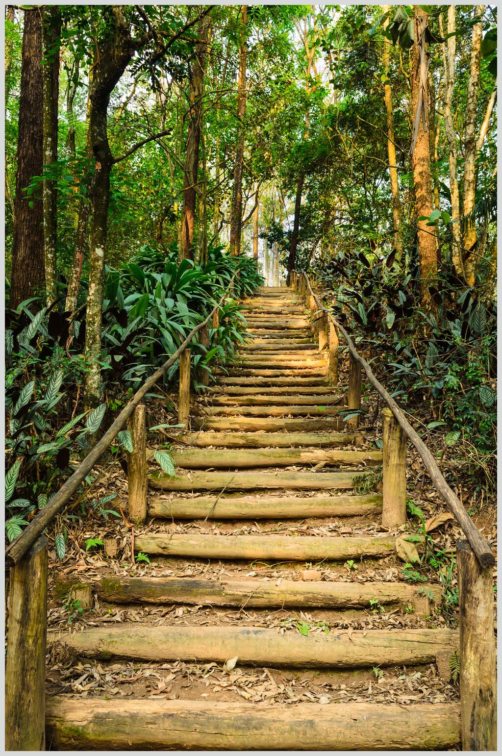 木头道路林荫小道图片素材