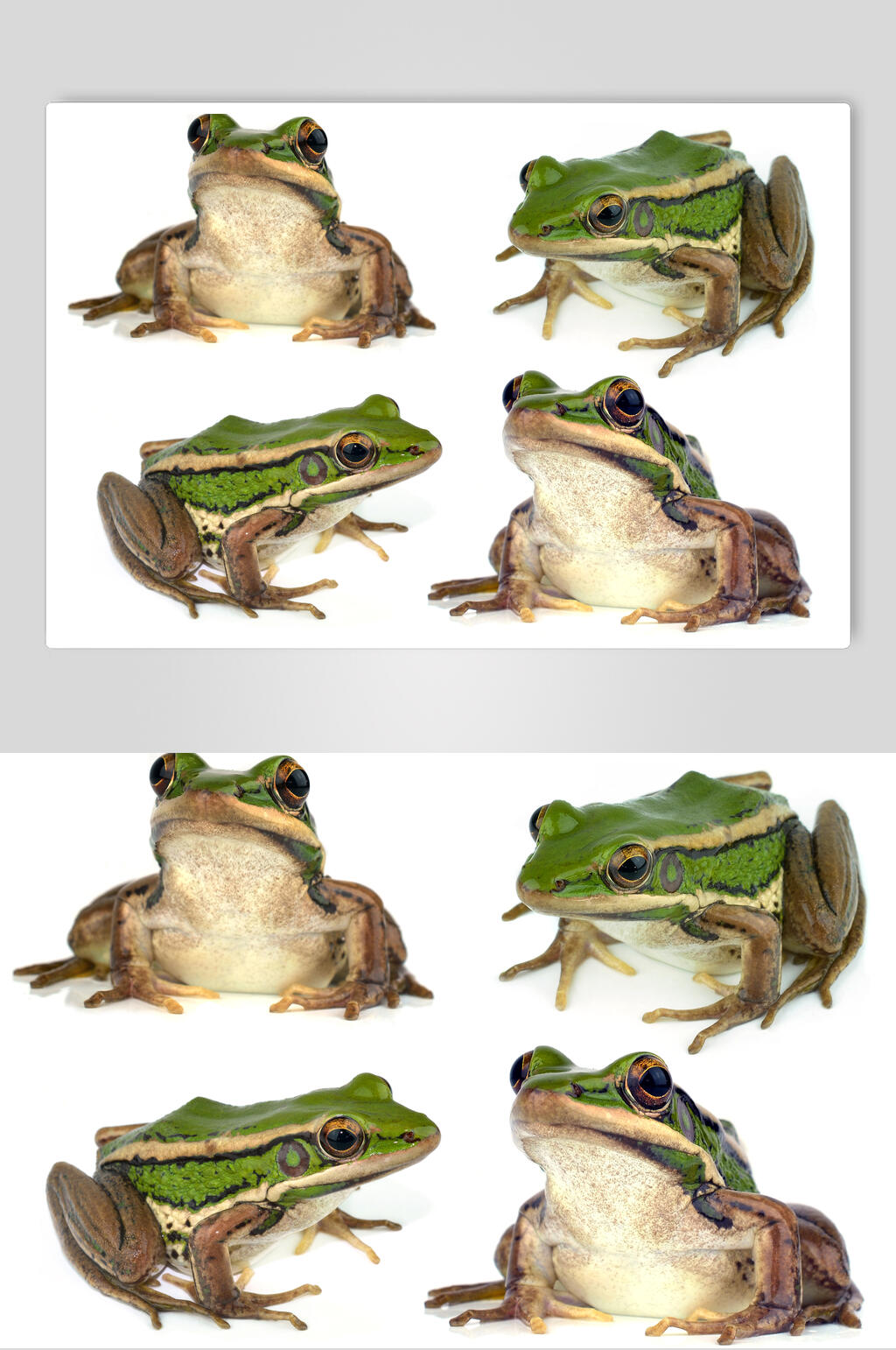 青蛙名片设计图片图片