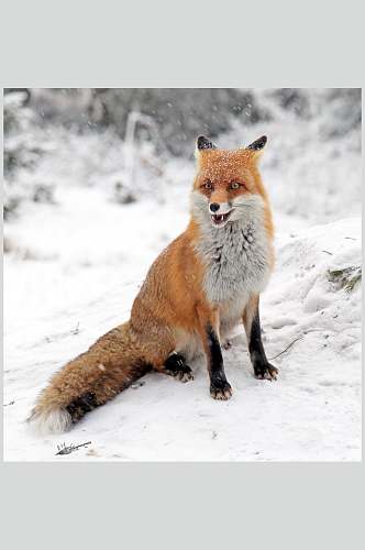 龇牙咧嘴爪子雪地可爱赤狐火狐图片