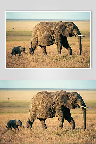 象牙耳朵长鼻子枯草黄野外大象图片
