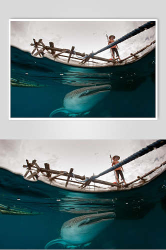 清新鲸鱼鲨鱼图片