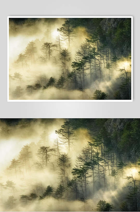 意境树木环绕清新绿色薄雾森林图片