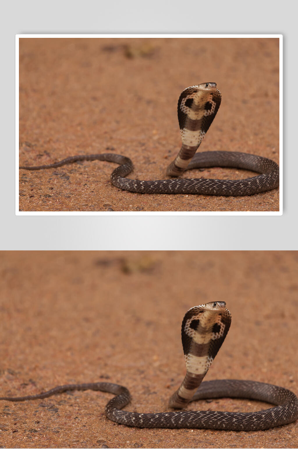 沙漠眼镜蛇凶猛蛇图片素材