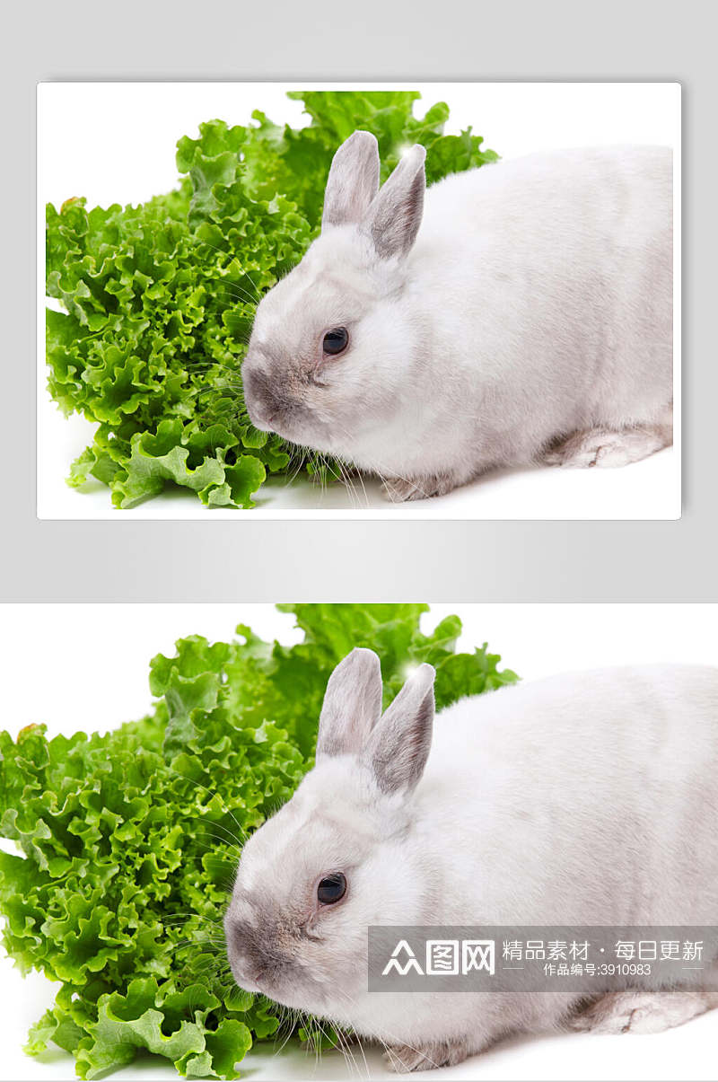 青菜可爱兔子图片素材