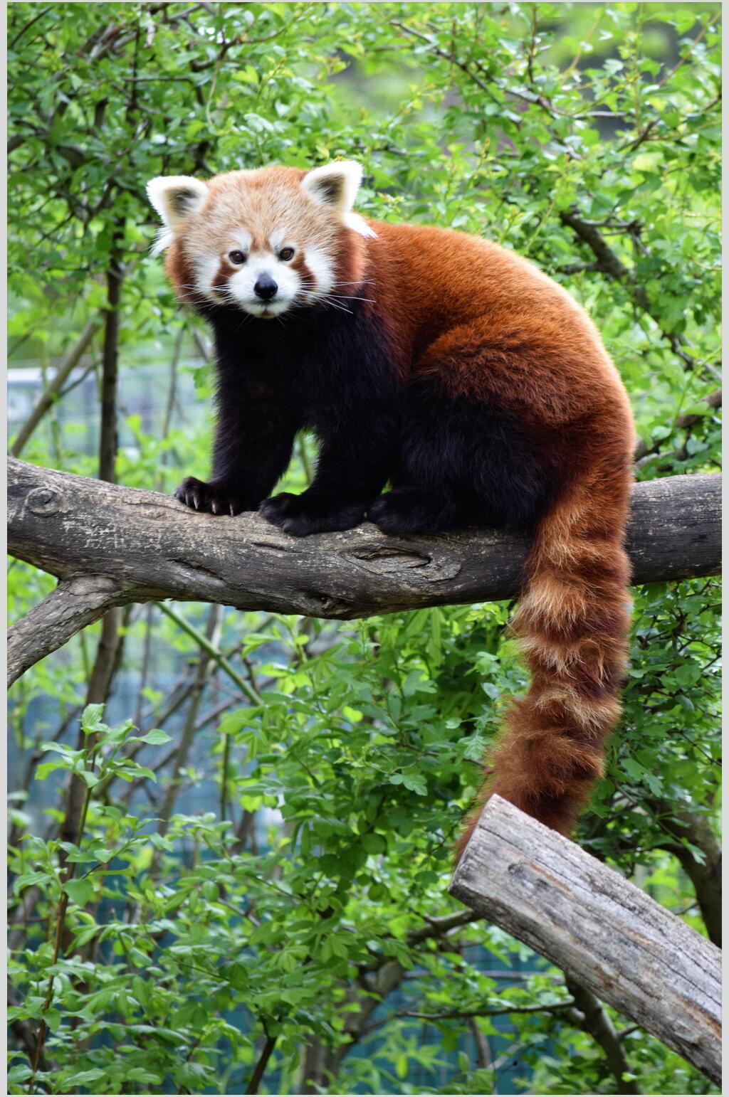 考拉熊树上小熊猫图片素材