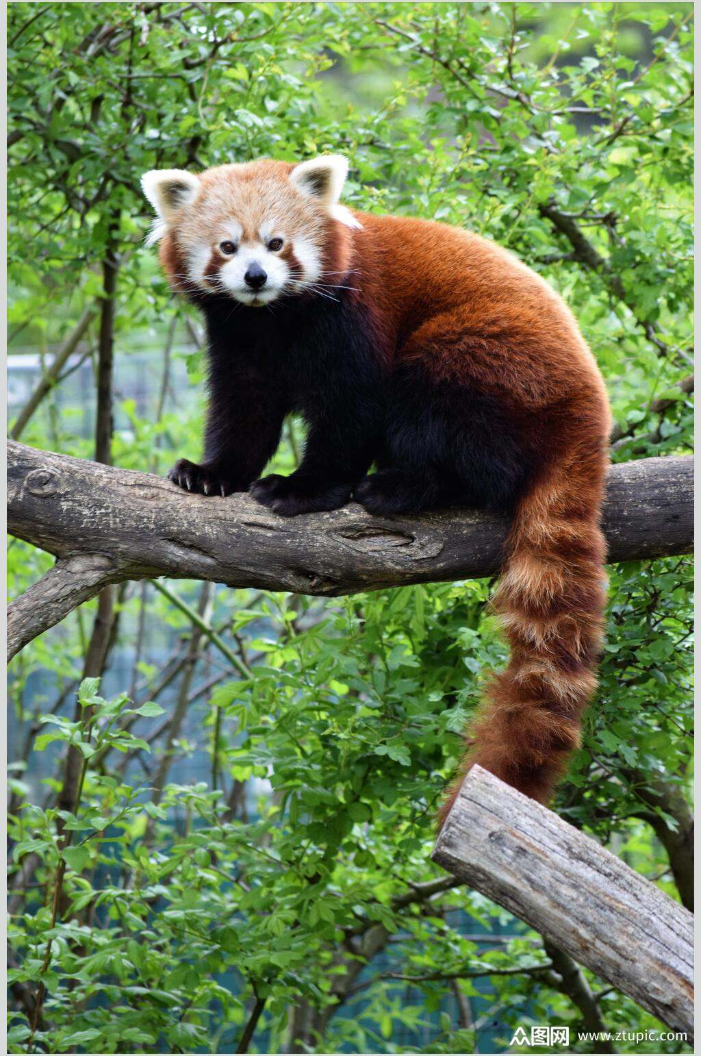 考拉熊树上小熊猫图片素材