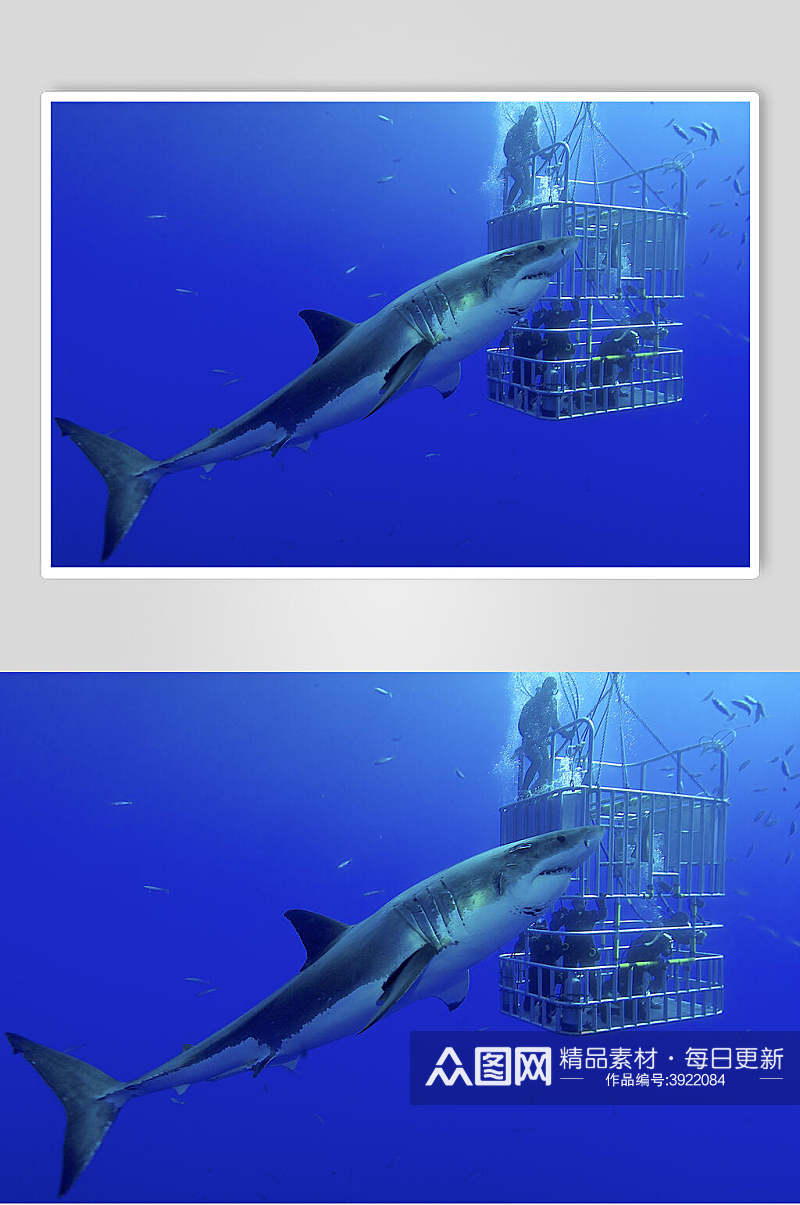 蓝色鲸鱼鲨鱼摄影图片素材