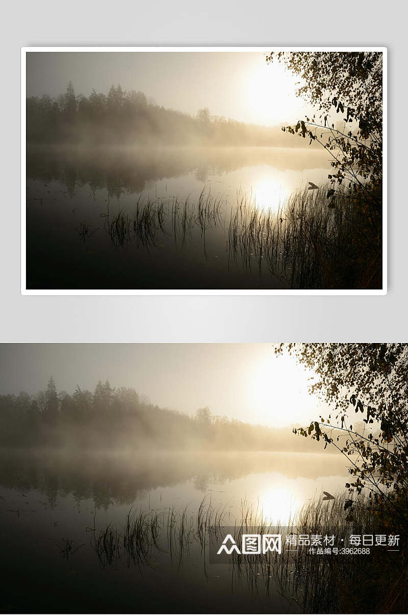 灰色阳光清晨薄雾森林图片素材