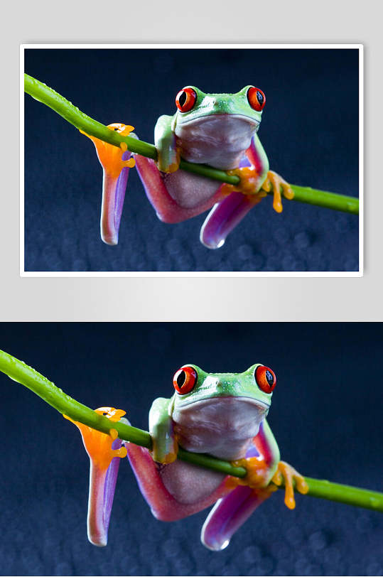 可爱质感眼睛脚蹼紫绿青蛙树蛙图片