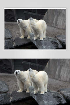 两只北极熊生活图片摄影图