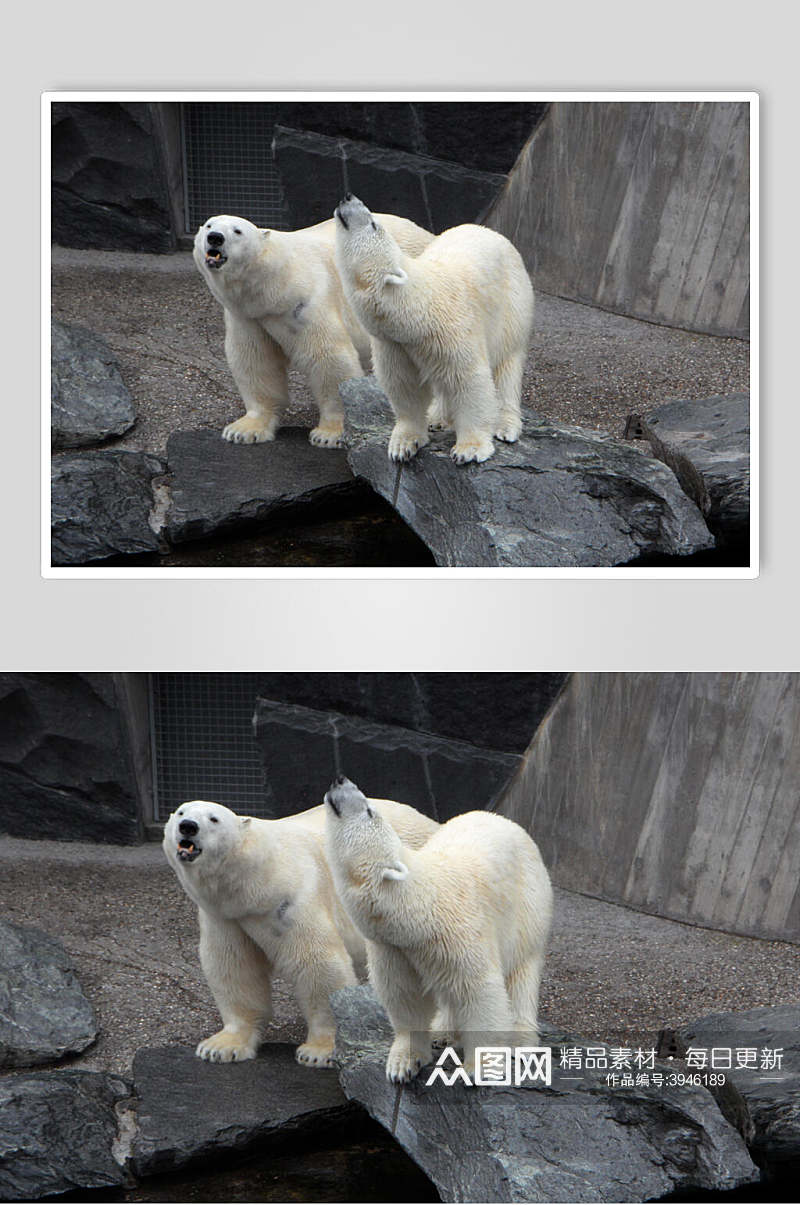 两只北极熊生活图片摄影图素材