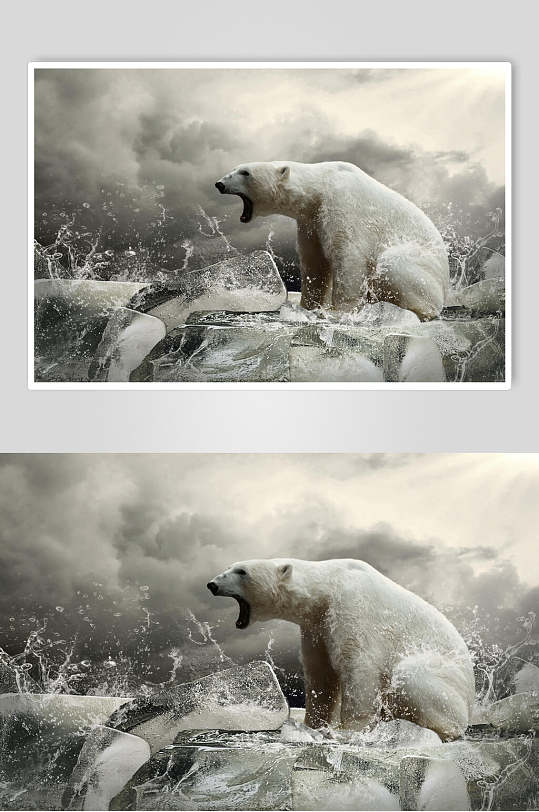 北极熊趣味生活图片