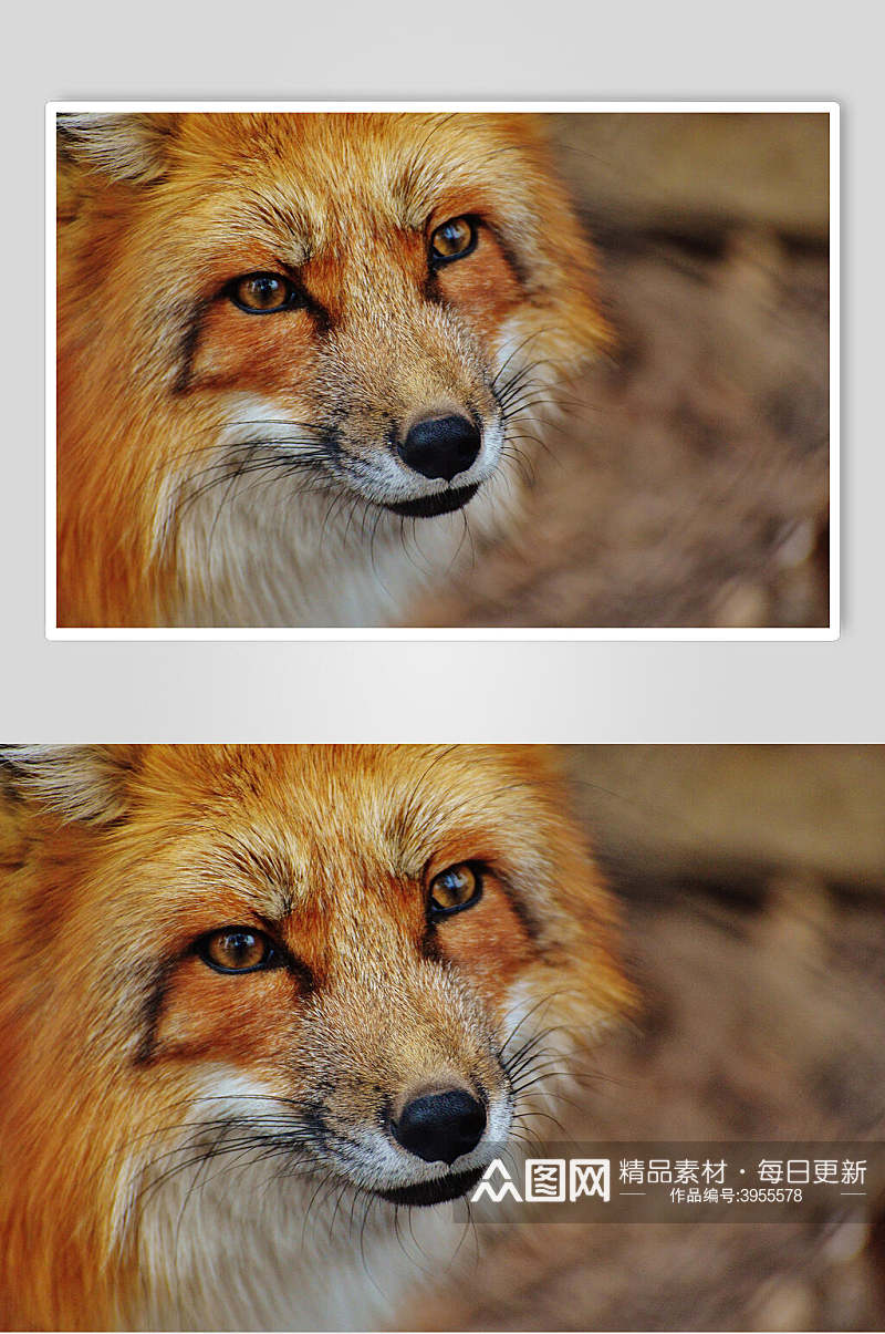 赤狐火狐图片素材