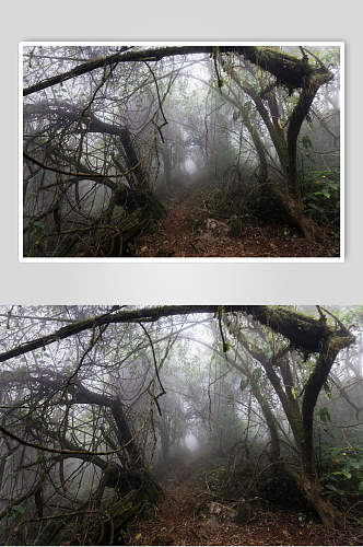 枝干树根落叶野草意境薄雾森林图片
