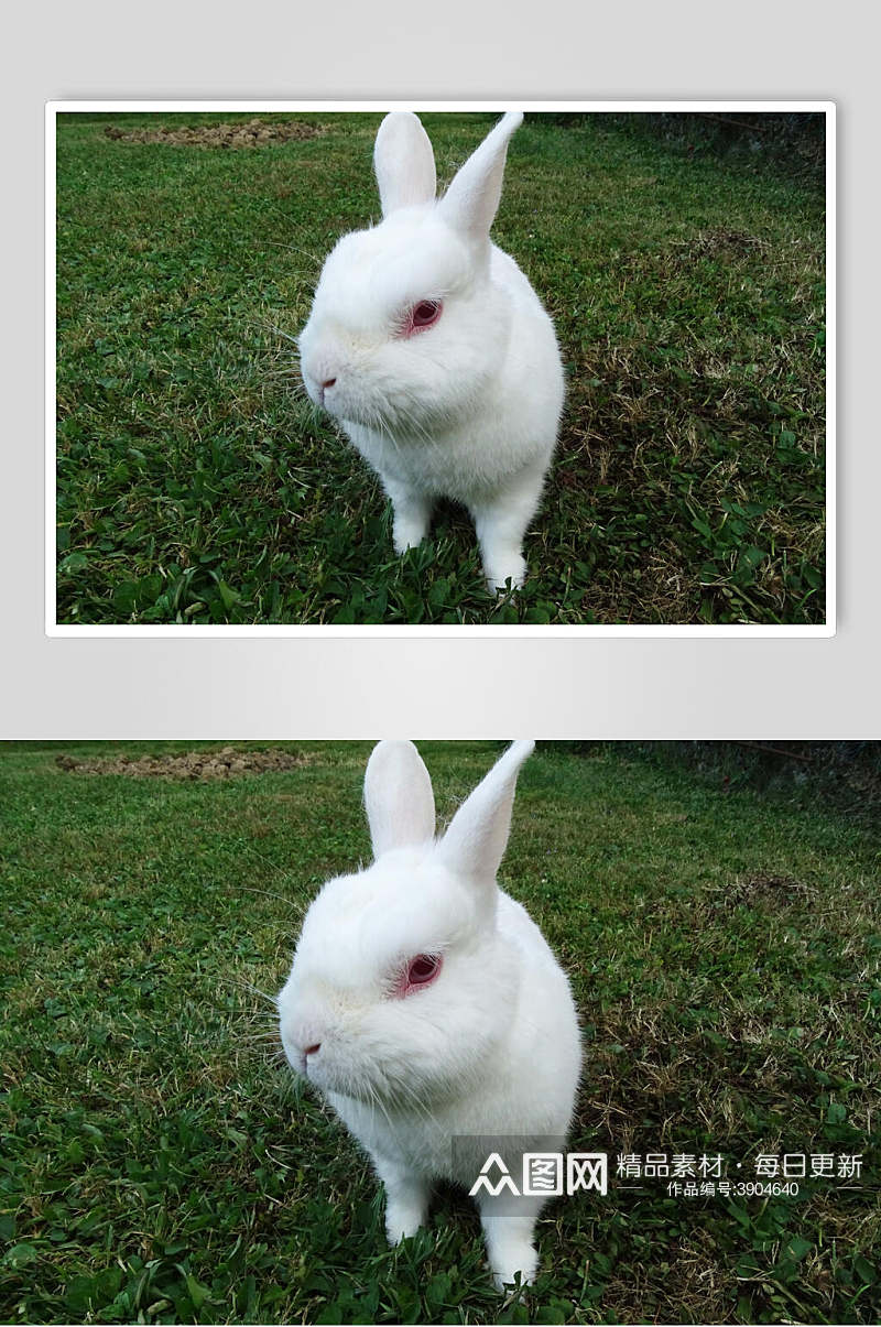 特写创意草坪可爱兔子图片素材