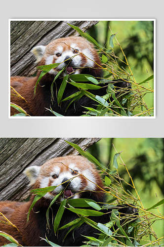 熊猫竹叶树上小熊猫图片