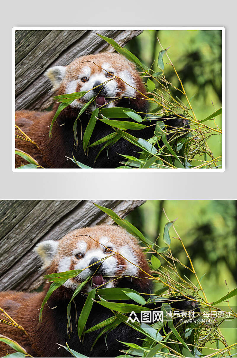 熊猫竹叶树上小熊猫图片素材