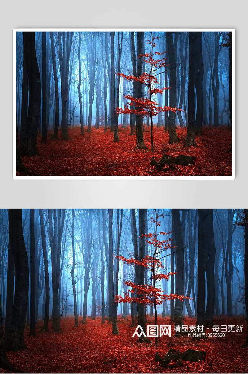 红色薄雾森林图片素材