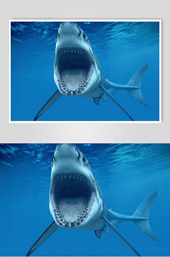蓝色创意鲸鱼鲨鱼高端图片