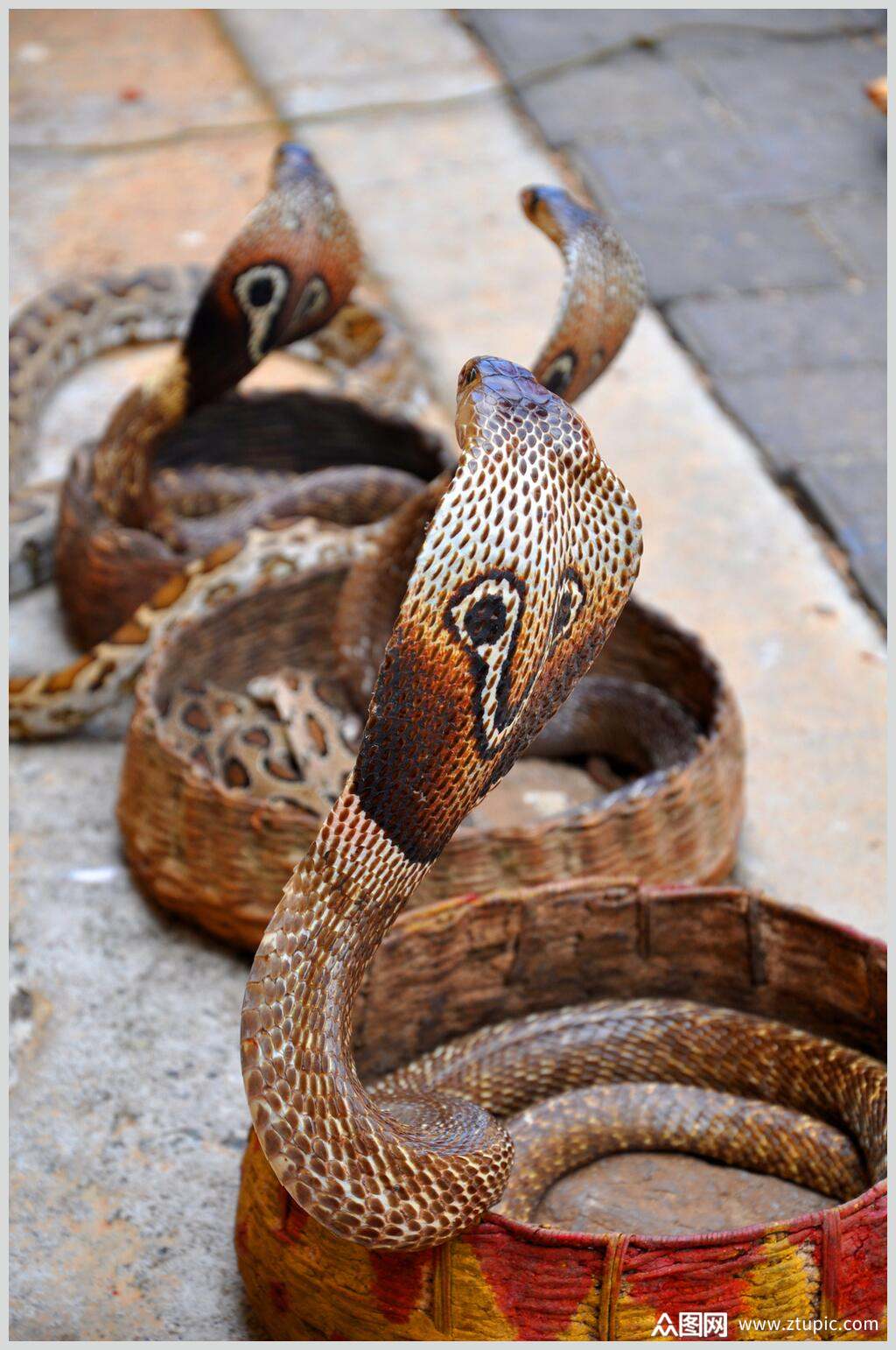 三只凶猛眼镜蛇按照图片摄影图素材