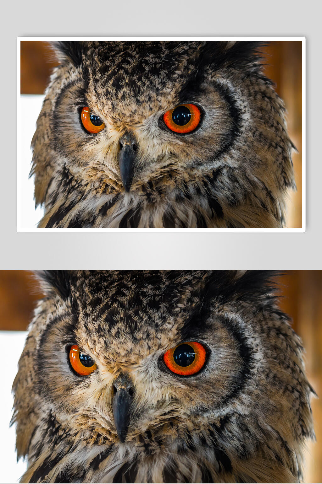 锐利眼神的猫头鹰图片