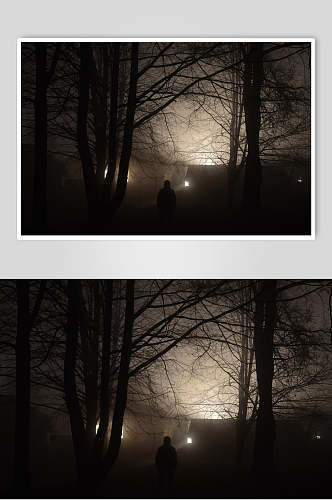 灯光树木枝干静谧夜景薄雾森林图片
