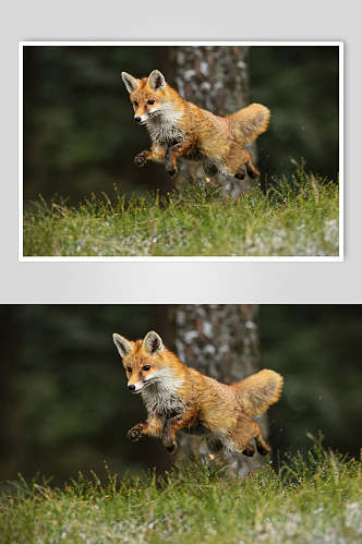 跳跃可爱草地树干黄绿赤狐火狐图片