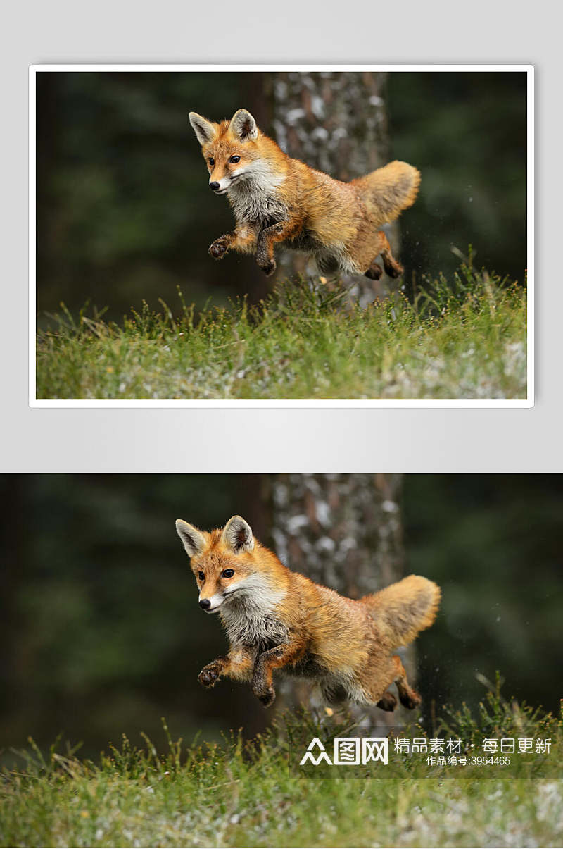 跳跃可爱草地树干黄绿赤狐火狐图片素材