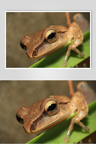 眼睛植物可爱清新棕色青蛙树蛙图片