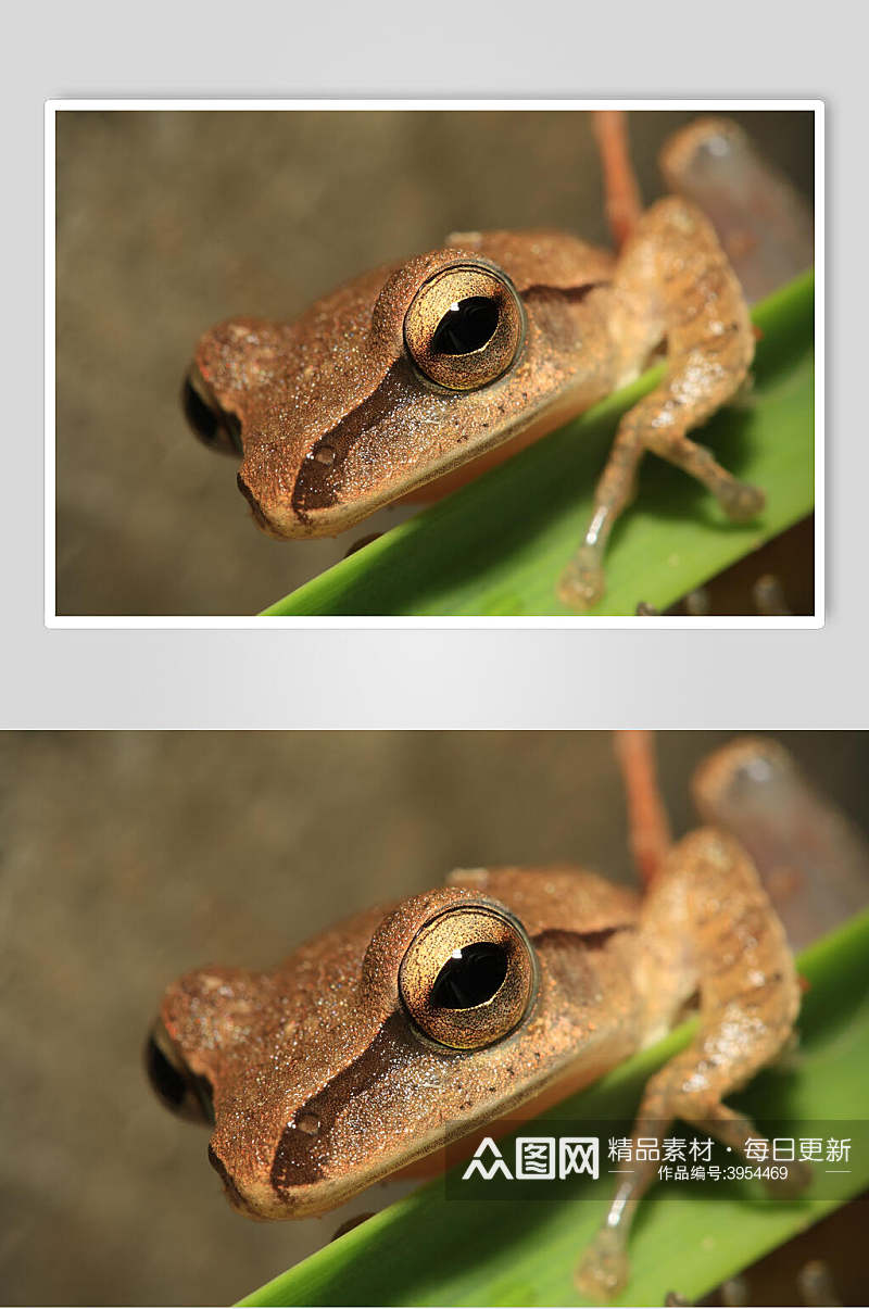 眼睛植物可爱清新棕色青蛙树蛙图片素材