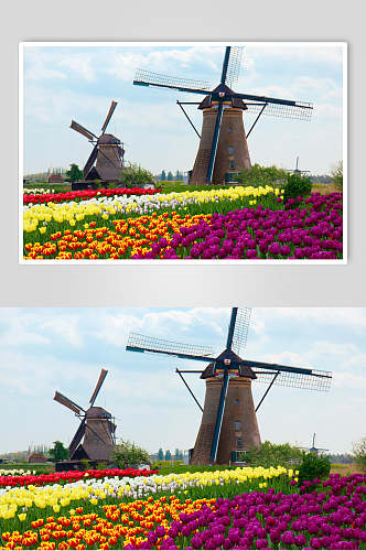 欧式风车花朵图片