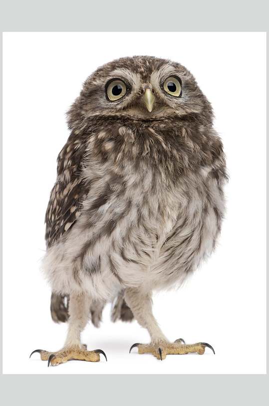 呆萌可爱的猫头鹰图片