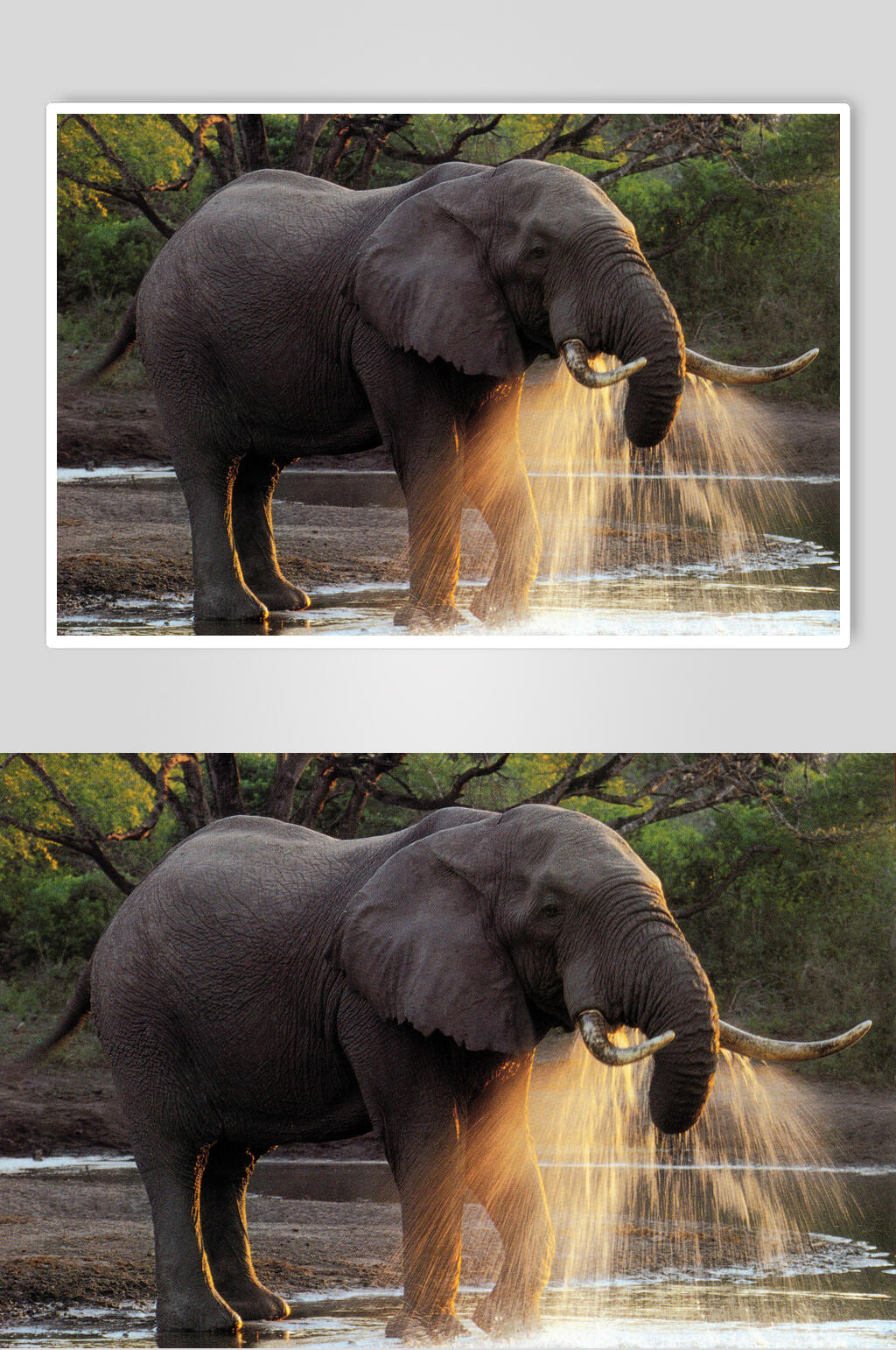 大象水彩装饰画图片