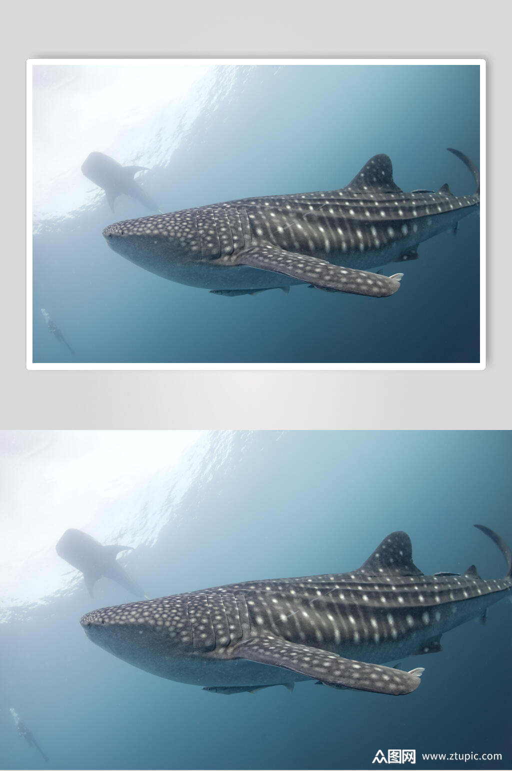 高端鲸鱼鲨鱼图片素材