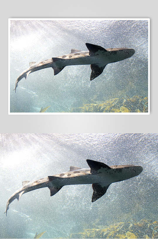 鲸鱼鲨鱼高清图片