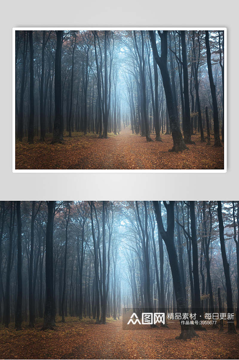 意境树叶土地树干清新薄雾森林图片素材